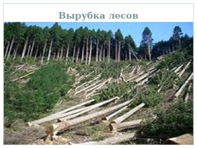 Вырубка лесов 