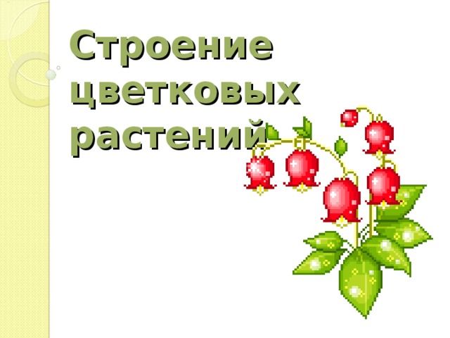 Строение цветковых растений 