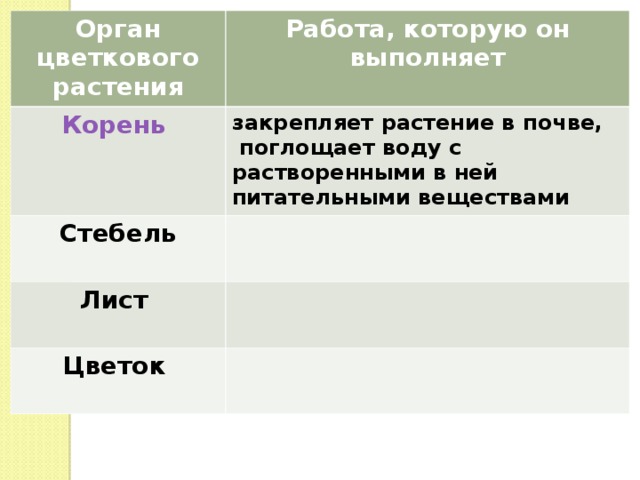 Орган цветкового растения Работа, которую он выполняет Корень   Стебель  закрепляет растение в почве,  поглощает воду с растворенными в ней питательными веществами Лист  Цветок  