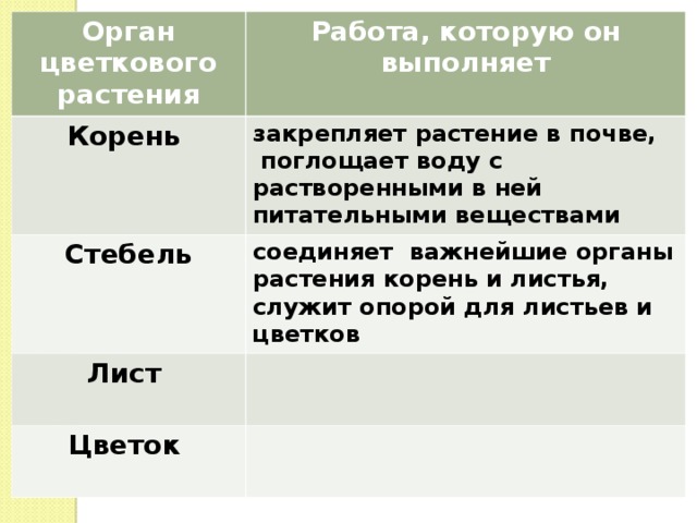 Орган цветкового растения Работа, которую он выполняет Корень  Стебель  закрепляет растение в почве,  поглощает воду с растворенными в ней питательными веществами Лист  соединяет важнейшие органы растения корень и листья, служит опорой для листьев и цветков Цветок  