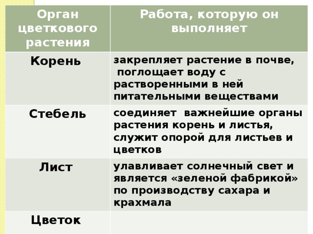 Орган цветкового растения Работа, которую он выполняет Корень  Стебель  закрепляет растение в почве,  поглощает воду с растворенными в ней питательными веществами Лист  соединяет важнейшие органы растения корень и листья, служит опорой для листьев и цветков улавливает солнечный свет и является «зеленой фабрикой» по производству сахара и крахмала Цветок  