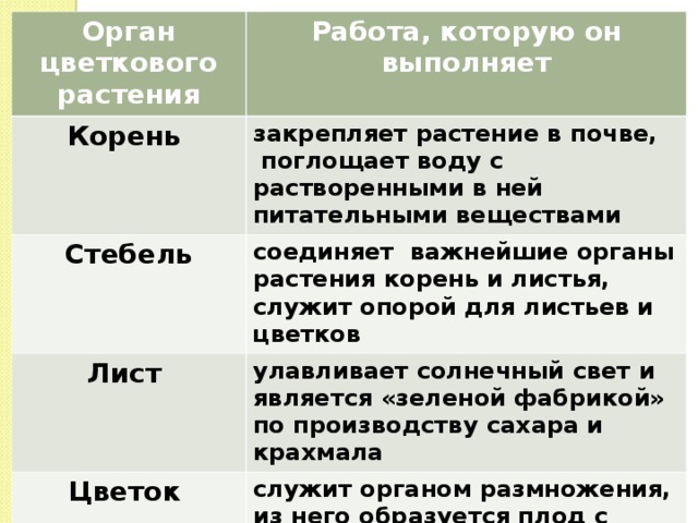 Орган цветкового растения Работа, которую он выполняет Корень  Стебель  закрепляет растение в почве,  поглощает воду с растворенными в ней питательными веществами Лист  соединяет важнейшие органы растения корень и листья, служит опорой для листьев и цветков улавливает солнечный свет и является «зеленой фабрикой» по производству сахара и крахмала Цветок  служит органом размножения, из него образуется плод с семенами 