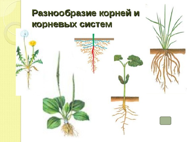 Разнообразие корней и корневых систем 