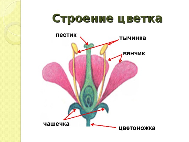 Строение цветка 