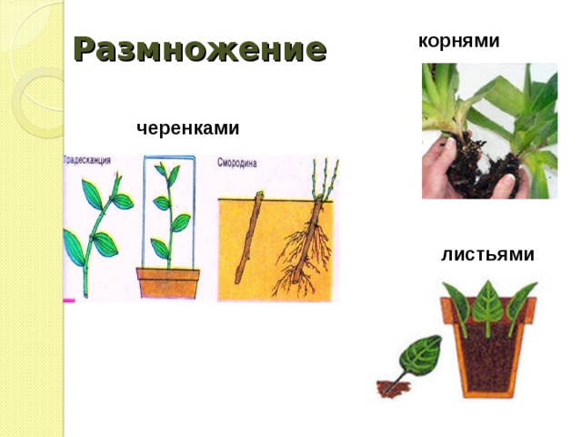 Размножение корнями  черенками листьями 