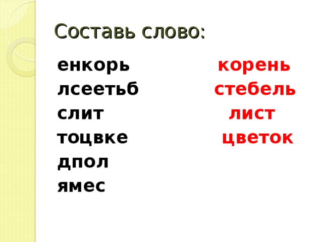 Составь слово: енкорь корень лсеетьб стебель слит лист  тоцвке цветок дпол  ямес    