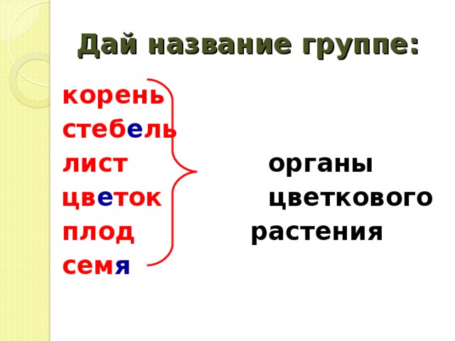 Дай название группе: корень стеб е ль лист органы цв е ток цветкового плод  растения сем я   