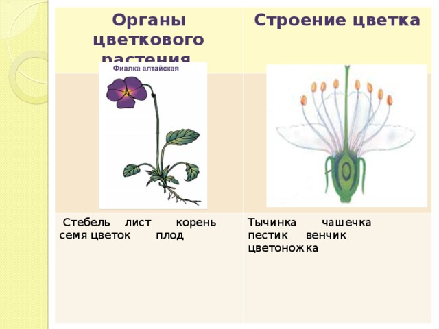 Функции органов цветкового растения