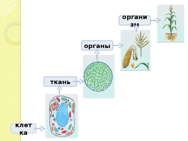 организм органы ткань клетка 