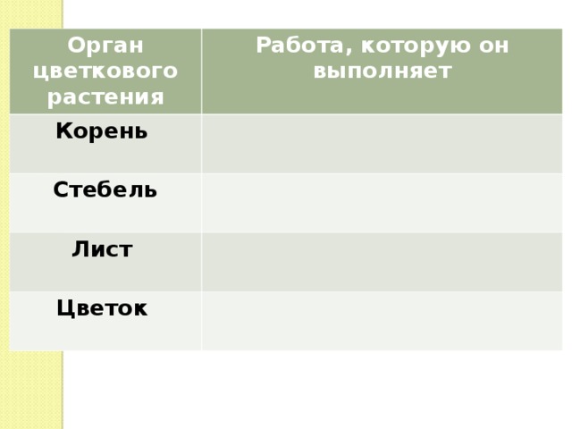 Орган цветкового растения Работа, которую он выполняет Корень  Стебель  Лист  Цветок  