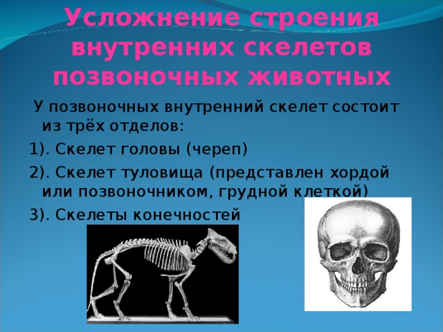 Усложнение строения внутренних скелетов позвоночных животных  У позвоночных внутренний скелет состоит из трёх отделов: 1). Скелет головы (череп) 2). Скелет туловища (представлен хордой или позвоночником, грудной клеткой) 3). Скелеты конечностей 