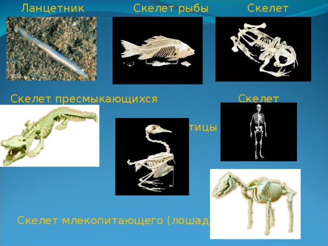  Ланцетник  Скелет рыбы Скелет лягушки  Скелет пресмыкающихся Скелет человека  Скелет птицы  Скелет млекопитающего (лошади) 