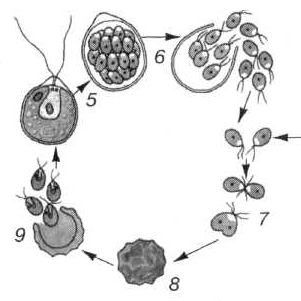 Схема размножения хламидомонады биология 5 класс - 95 фото