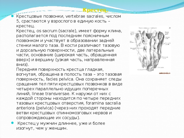 Крестец.  Крестцовые позвонки, vertebrae sacrales, числом 5, срастаются у взрослого в единую кость – крестец.  Крестец, os sacrum (sacrale), имеет форму клина, располагается под последним поясничным позвонком и участвует в образовании задней стенки малого таза. В кости различают тазовую и дорсальную поверхности, две латеральные части, основание (широкая часть, обращенная вверх) и вершину (узкая часть, направленная вниз).  Передняя поверхность крестца гладкая, вогнутая, обращена в полость таза – это тазовая поверхность, facies pelvica. Она сохраняет следы сращения тел пяти крестцовых позвонков в виде четырех параллельно идущих поперечных линий, lineae transversae. К наружи от них с каждой стороны находится по четыре передних тазовых крестцовых отверстия, foramina sacralia anteriora (pelvica) (через них проходят передние ветви крестцовых спинномозговых нервов и сопровождающие их сосуды).  Крестец у мужчин длиннее, уже и более изогнут, чем у женщин .   