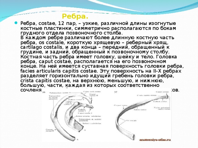 Ребра.  Ребра, costae, 12 пар, – узкие, различной длины изогнутые костные пластинки, симметрично располагаются по бокам грудного отдела позвоночного столба.  В каждом ребре различают более длинную костную часть ребра, os costale, короткую хрящевую – реберный хрящ, cartilago соstalis, и два конца – передний, обращенный к грудине, и задний, обращенный к позвоночному столбу.  Костная часть ребра имеет головку, шейку и тело. Головка ребра, caput costae, располагается на его позвоночном конце. На ней имеется суставная поверхность головки ребра, facies articularis capitis costae. Эту поверхность на II-X ребрах разделяет горизонтально идущий гребень головки ребра, crista capitis costae, на верхнюю, меньшую, и нижнюю, большую, части, каждая из которых соответственно сочленяется с реберными ямками двух соседних позвонков.  