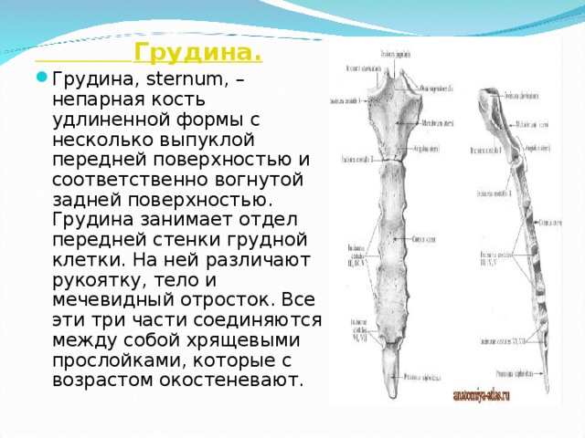  Грудина.  Грудина, sternum, – непарная кость удлиненной формы с несколько выпуклой передней поверхностью и соответственно вогнутой задней поверхностью. Грудина занимает отдел передней стенки грудной клетки. На ней различают рукоятку, тело и мечевидный отросток. Все эти три части соединяются между собой хрящевыми прослойками, которые с возрастом окостеневают.  