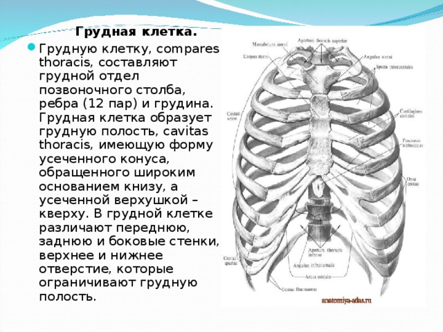 Грудную клетку образуют. Боковые отделы грудной клетки. Передняя стенка грудной клетки образована. Анатомия и физиология грудной клетки человека.