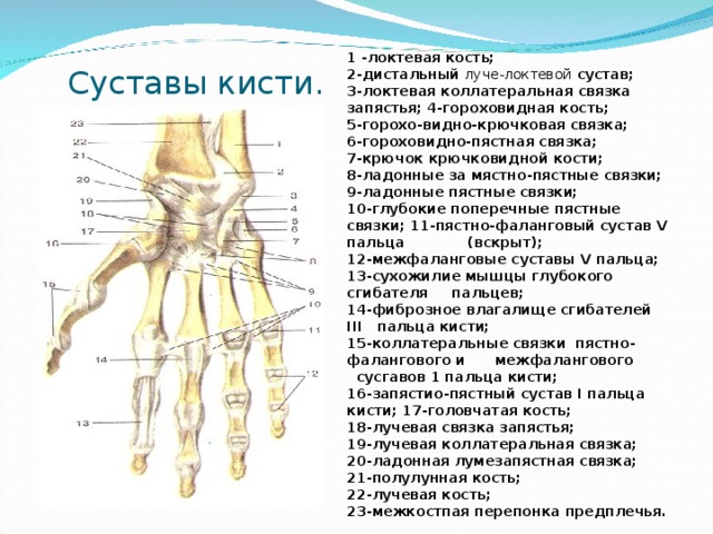 Пястные кости