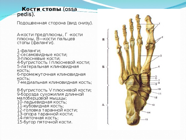Фаланги пальца тип соединения. Анатомия костей плюсны стопы. Строение плюсневой кости стопы анатомия. Сесамовидные кости стопы. Анатомия 5 плюсневой кости стопы.