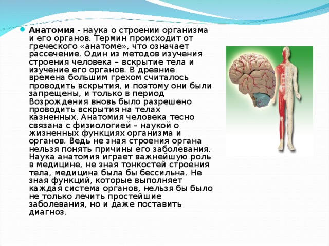 Анатомия - наука о строении организма и его органов. Термин происходит от греческого «анатоме», что означает рассечение. Один из методов изучения строения человека – вскрытие тела и изучение его органов. В древние времена большим грехом считалось проводить вскрытия, и поэтому они были запрещены, и только в период Возрождения вновь было разрешено проводить вскрытия на телах казненных. Анатомия человека тесно связана с физиологией – наукой о жизненных функциях организма и органов. Ведь не зная строения органа нельзя понять причины его заболевания. Наука анатомия играет важнейшую роль в медицине, не зная тонкостей строения тела, медицина была бы бессильна. Не зная функций, которые выполняет каждая система органов, нельзя бы было не только лечить простейшие заболевания, но и даже поставить диагноз.   