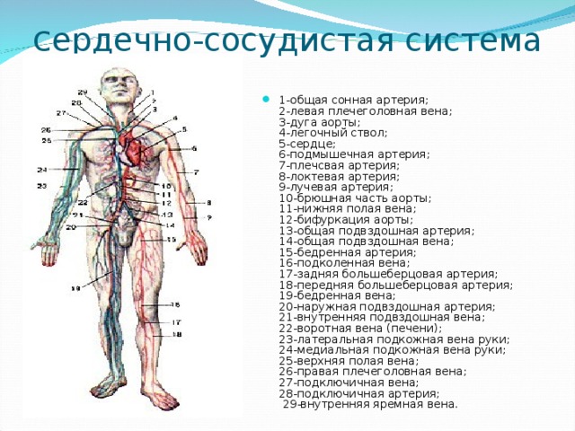 с ердечно-сосудистая система 1-общая сонная артерия;  2-левая плечеголовная вена;  3-дуга аорты;  4-легочный ствол;  5-сердце;  6-подмышечная артерия;  7-плечсвая артерия;  8-локтевая артерия;  9-лучевая артерия;  10-брюшная часть аорты;  11-нижняя полая вена;  12-бифуркация аорты;  13-общая подвздошная артерия;  14-общая подвздошная вена;  15-бедренная артерия;  16-подколенная вена;  17-задняя большеберцовая артерия;  18-передняя большеберцовая артерия;  19-бедренная вена;  20-наружная подвздошная артерия;  21-внутренняя подвздошная вена;  22-воротная вена (печени);  23-латеральная подкожная вена руки;  24-медиальная подкожная вена руки;  25-верхняя полая вена;  26-правая плечеголовная вена;  27-подключичная вена;  28-подключичная артерия;   29-внутренняя яремная вена.  