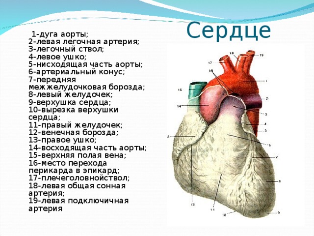 Левый желудочек сердца аорта