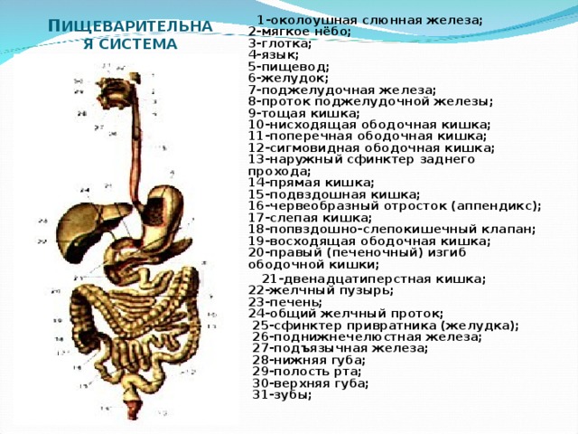 П ИЩЕВАРИТЕЛЬНАЯ СИСТЕМА      1-околоушная слюнная железа;  2-мягкое нёбо;  3-глотка;  4-язык;  5-пищевод;  6-желудок;  7-поджелудочная железа;  8-проток поджелудочной железы;  9-тощая кишка;  10-нисходящая ободочная кишка;  11-поперечная ободочная кишка;  12-сигмовидная ободочная кишка;  13-наружный сфинктер заднего прохода;  14-прямая кишка;  15-подвздошная кишка;  16-червеобразный отросток (аппендикс);  17-слепая кишка;  18-попвздошно-слепокишечный клапан;  19-восходящая ободочная кишка;  20-правый (печеночный) изгиб ободочной кишки;  21-двенадцатиперстная кишка;  22-желчный пузырь;  23-печень;  24-общий желчный проток;   25-сфинктер привратника (желудка);  26-поднижнечелюстная железа;   27-подъязычная железа;  28-нижняя губа;   29-полость рта;   30-верхняя губа;   31-зубы; 