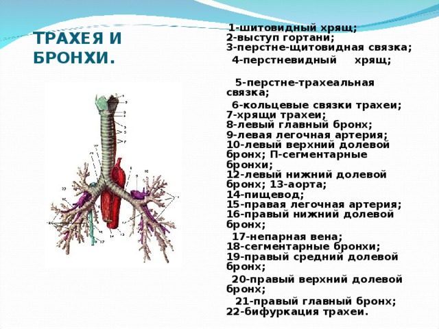 Укажите отделы бронхиального дерева не содержащие в своих стенках хряща