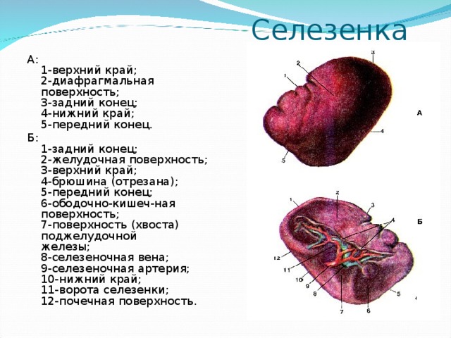 Селезенка на схеме