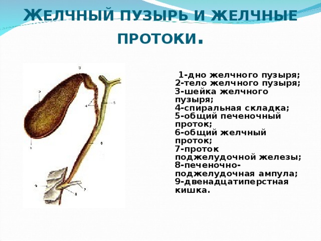 Ж ЕЛЧНЫЙ ПУЗЫРЬ И ЖЕЛЧНЫЕ ПРОТОКИ .    1-дно желчного пузыря;  2-тело желчного пузыря;  3-шейка желчного пузыря;  4-спиральная складка;  5-общий печеночный проток;  6-общий желчный проток;  7-проток поджелудочной железы;  8-печеночно-поджелудочная ампула;  9-двенадцатиперстная кишка.   