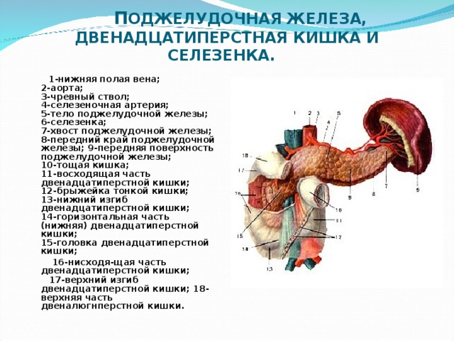 Двенадцатиперстная артерия