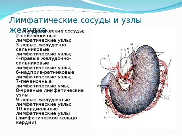 Лимфатические сосуды и узлы желудка.  1-лимфатические сосуды;  2-селезеночные лимфатические узлы;  3-левые желудочно-сальниковые лимфатические узлы;  4-правые желудочно-сальниковые лимфатические узлы;  6-надприв-ратниковые лимфатические узлы;  7-печеночные лимфатические умы;  8-чревные лимфатические узлы;  9-левые желудочные лимфатические узлы;  10-кардиальные лимфатические узлы (лимфатическое кольцо кардии). 