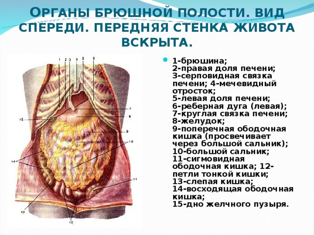 О РГАНЫ БРЮШНОЙ ПОЛОСТИ. ВИД СПЕРЕДИ. ПЕРЕДНЯЯ СТЕНКА ЖИВОТА ВСКРЫТА. 1-брюшина;  2-правая доля печени;  3-серповидная связка печени; 4-мечевидный отросток;  5-левая доля печени;  6-реберная дуга (левая);  7-круглая связка печени;  8-желудок;  9-поперечная ободочная кишка (просвечивает через большой сальник); 10-большой сальник;  11-сигмовидная ободочная кишка; 12-петли тонкой кишки;  13-слепая кишка;  14-восходящая ободочная кишка;  15-дно желчного пузыря.  