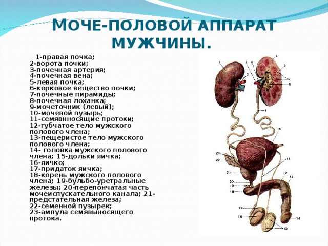                М ОЧЕ-ПОЛОВОЙ АППАРАТ МУЖЧИНЫ.  1-правая почка;  2-ворота почки;  3-почечная артерия;  4-почечная вена;  5-левая почка;  6-корковое вещество почки;  7-почечные пирамиды;  8-почечная лоханка;  9-мочеточник (левый);  10-мочевой пузырь;  11-семявнносящие протоки;  12-губчатое тело мужского полового члена;  13-пещеристое тело мужского полового члена;  14- головка мужского полового члена; 15-дольки яичка;  16-яичко;  17-придаток яичка;  18-корень мужского полового члена; 19-бульбо-уретральные железы; 20-перепончатая часть мочеиспускательного канала; 21-предстательная железа;  22-семенной пузырек;  23-ампула семявыносящего протока.  