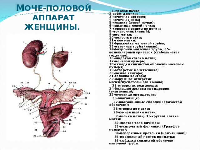 Наружное отверстие мочеиспускательного канала у женщин фото