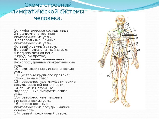 Схема организации лимфатической системы