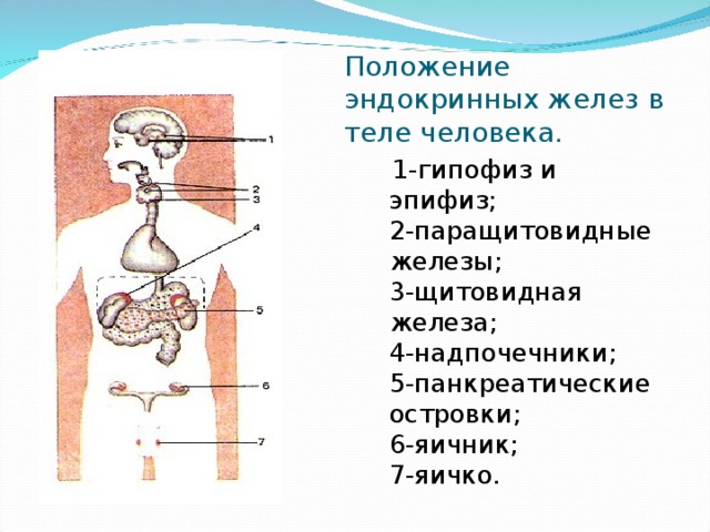 Железы человека картинка с подписями