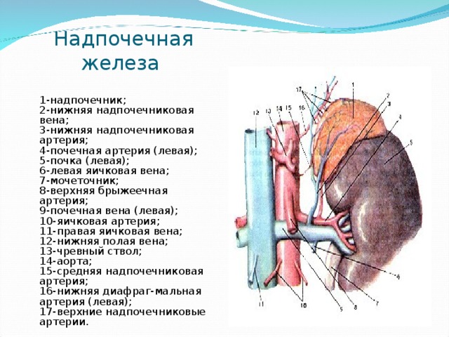 Левый надпочечник