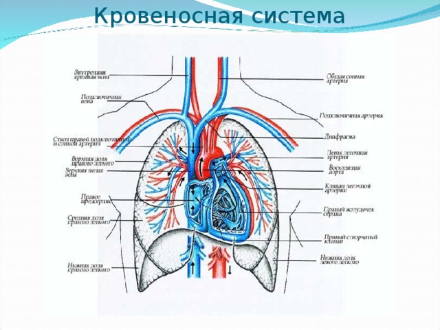 Кровеносная система 
