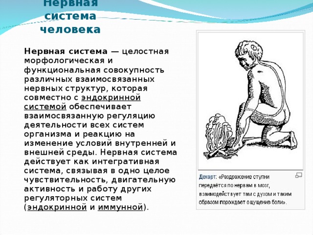Нервная система человека   Нервная система — целостная морфологическая и функциональная совокупность различных взаимосвязанных нервных структур, которая совместно с эндокринной системой обеспечивает взаимосвязанную регуляцию деятельности всех систем организма и реакцию на изменение условий внутренней и внешней среды. Нервная система действует как интегративная система, связывая в одно целое чувствительность, двигательную активность и работу других регуляторных систем ( эндокринной и иммунной ). 