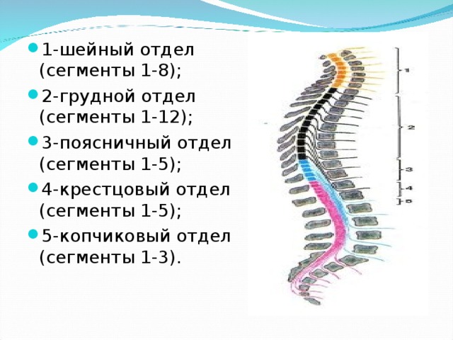 1-шейный отдел (сегменты 1-8); 2-грудной отдел (сегменты 1-12); 3-поясничный отдел (сегменты 1-5); 4-крестцовый отдел (сегменты 1-5); 5-копчиковый отдел (сегменты 1-3). 