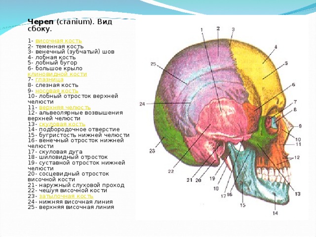  Череп (cranium). Вид сбоку.   1- височная кость  2- теменная кость  3- венечный (зубчатый) шов  4- лобная кость  5- лобный бугор  6- большое крыло клиновидной кости  7- глазница  8- слезная кость  9- носовая кость  10- лобный отросток верхней челюсти  11- верхняя челюсть  12- альвеолярные возвышения верхней челюсти  13- скуловая кость  14- подбородочное отверстие  15- бугристость нижней челюсти  16- венечный отросток нижней челюсти  17- скуловая дуга  18- шиловидный отросток  19- суставной отросток нижней челюсти  20- сосцевидный отросток височной кости  21- наружный слуховой проход  22- чешуя височной кости  23- затылочная кость  24- нижняя височная линия  25- верхняя височная линия 