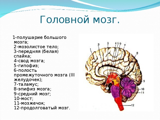 Головной мозг.  1-полушарие большого мозга;  2-мозолистое тело;  3-передняя (белая) спайка;  4-свод мозга;  5-гипофиз;  6-полость промежуточного мозга (III желудочек);  7-таламус;  8-эпифиз мозга;  9-средний мозг;  10-мост;  11-мозжечок;  12-продолговатый мозг. 