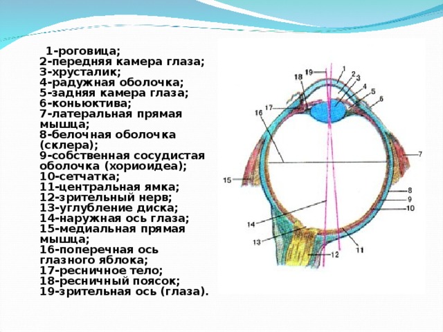 Где находится передняя камера глаза