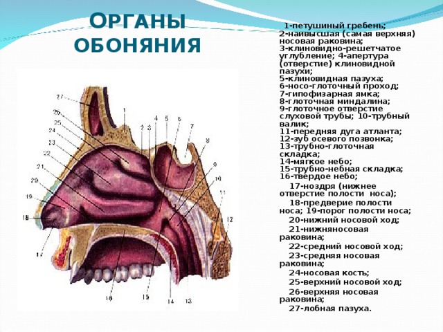 Раковины в носовой полости