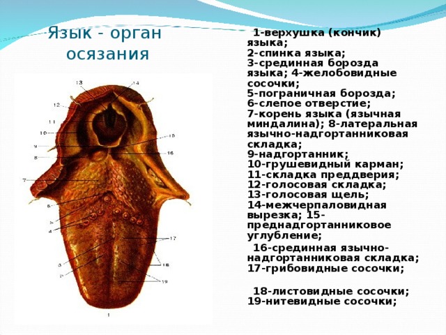    1-верхушка (кончик) языка;  2-спинка языка;  3-срединная борозда языка; 4-желобовидные сосочки;  5-пограничная борозда;  6-слепое отверстие;  7-корень языка (язычная миндалина); 8-латеральная язычно-надгортанниковая складка;  9-надгортанник;  10-грушевидный карман;  11-складка преддверия;  12-голосовая складка;  13-голосовая щель;  14-межчерпаловидная вырезка; 15-преднадгортанниковое углубление;  16-срединная язычно-надгортанниковая складка;  17-грибовидные сосочки;                                  18-листовидные сосочки;  19-нитевидные сосочки;  Язык - орган осязания 