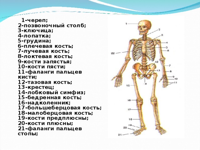  1-череп;  2-позвоночный столб;  3-ключица;  4-лопатка;  5-грудина;  6-плечевая кость;  7-лучевая кость;  8-локтевая кость;  9-кости запястья;  10-кости пясти;  11-фаланги пальцев кисти;  12-тазовая кость;  13-крестец;  14-лобковый симфиз;  15-бедренная кость;  16-надколенник;  17-большеберцовая кость;  18-малоберцовая кость;  19-кости предплюсны;  20-кости плюсны;  21-фаланги пальцев стопы; 