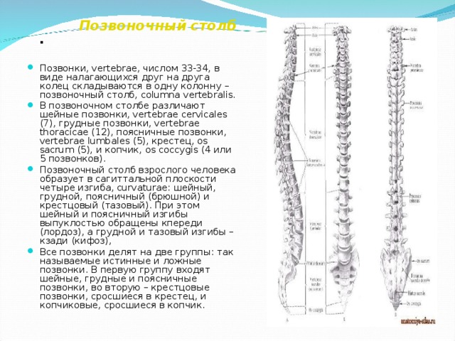  Позвоночный столб .   Позвонки, vertebrae, числом 33-34, в виде на­лагающихся друг на друга колец складыва­ются в одну колонну – позвоночный столб, columna vertebralis. В позвоночном столбе различают шейные позвонки, vertebrae cervicales (7), грудные по­звонки, vertebrae thoracicae (12), поясничные позвонки, vertebrae lumbales (5), крестец, os sacrum (5), и копчик, os coccygis (4 или 5 по­звонков). Позвоночный столб взрослого человека образует в сагиттальной плоскости четыре изгиба, curvaturae: шейный, грудной, пояс­ничный (брюшной) и крестцовый (тазо­вый). При этом шейный и поясничный из­гибы выпуклостью обращены кпереди (лордоз), а грудной и тазовый изгибы – кзади (кифоз), Все позвонки делят на две группы: так называемые истинные и ложные позвонки. В первую группу входят шейные, грудные и поясничные позвонки, во вторую – крест­цовые позвонки, сросшиеся в крестец, и копчиковые, сросшиеся в копчик.  
