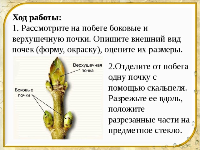 Лабораторная работа по биологии почка. Боковые и верхушечные почки сирени. Форма почек у побега. Боковой побег. Опишите внешний вид почек.