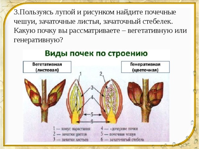 Почки вегетативные и генеративные 6 класс биология